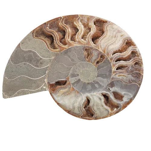 Ecology Based Program Design & Consulting