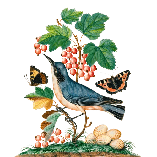 Natural History Interpretation